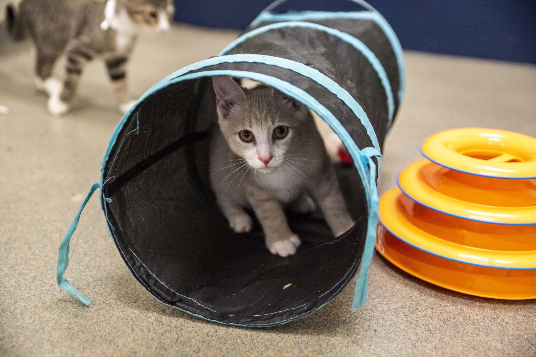 Lynchburg Humane Society